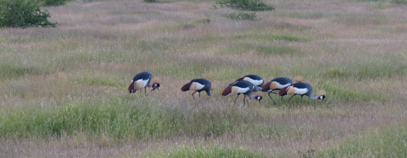 Crown Cranes © Fiona Dunbar