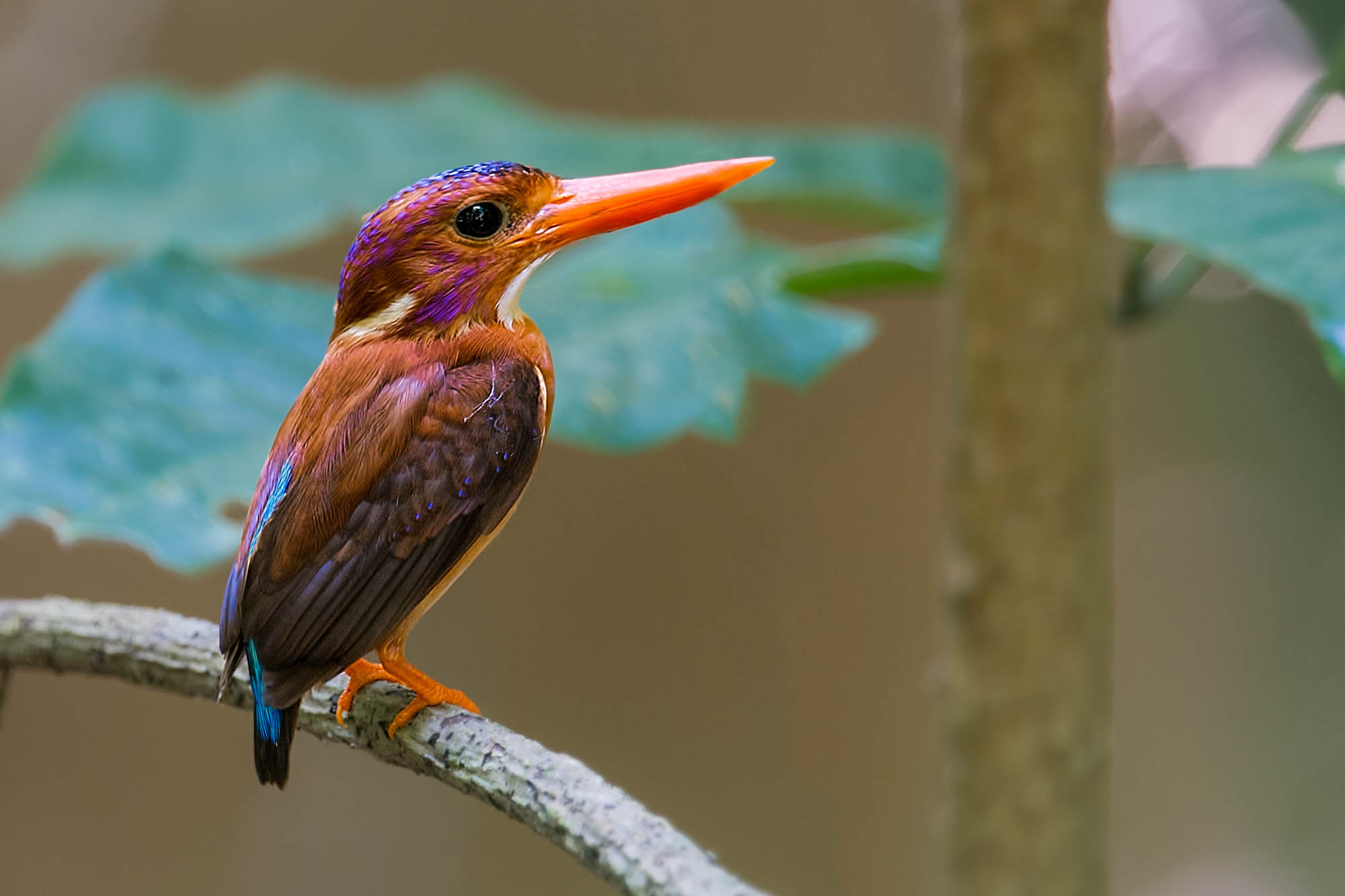 Greentours Natural History Holidays - Sulawesi & Halmahera
